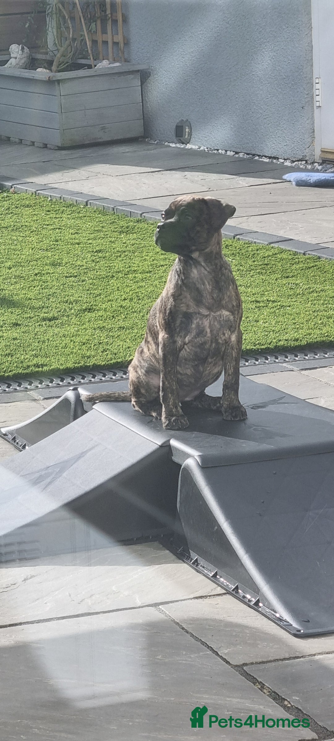 Mixed Breed dogs for sale: Staffordshire bull terrier cross pug puppy (REMI) - Advert 3