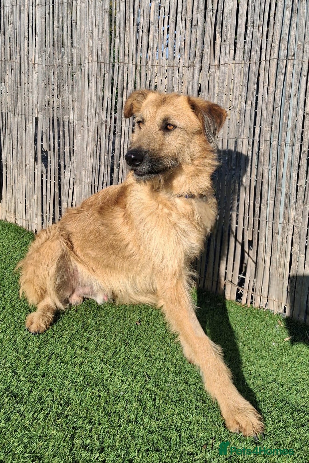 Mixed Breed dogs for adoption: Urgent 🚨 Can you please offer me a home 🏡  - Advert 1