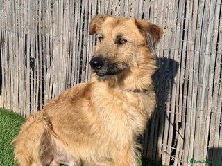 Mixed Breed dogs Urgent 🚨 Can you please offer me a home 🏡 - Advert 17