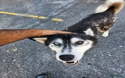 Siberian Husky dogs for sale: Multicolored eyes Husky for sale super friendly - Image 1