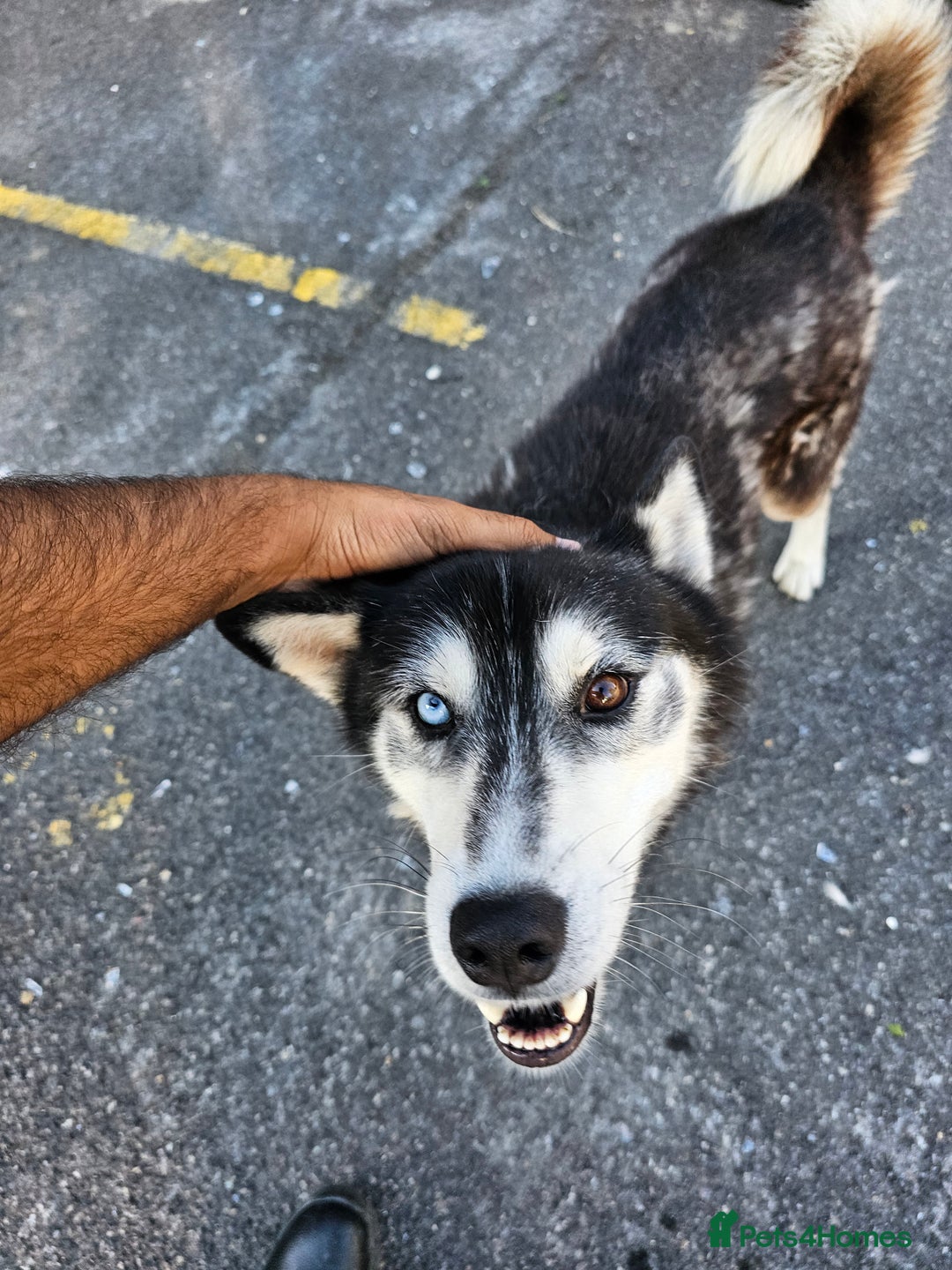 Siberian Husky dogs for sale: Multicolored eyes Husky for sale super friendly - Image 1