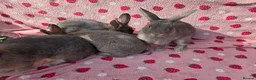 Mixed Breed rabbits for sale: 4 very tame Blue fawn plush mini lop rabbit - Advert 14