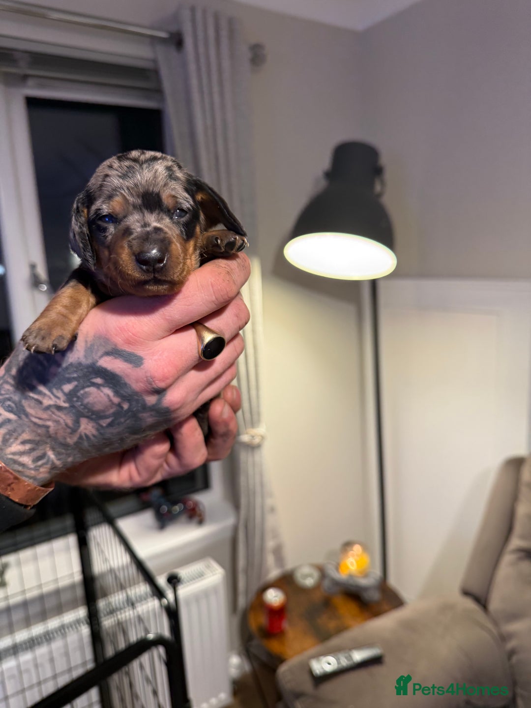 Miniature Dachshund dogs for sale: Miniature Dachshunds  - Advert 9