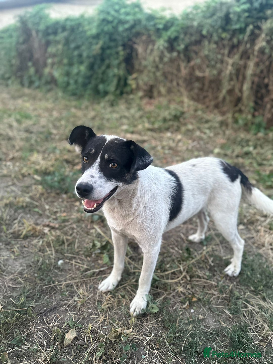 Mixed Breed dogs for adoption: PATROCLE – a Lovely boy for a Loving Home - Image 21