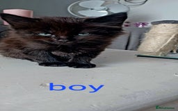 Domestic Shorthair cats for sale: 2 beautiful black fluffy kittens for sale.  - Image 3