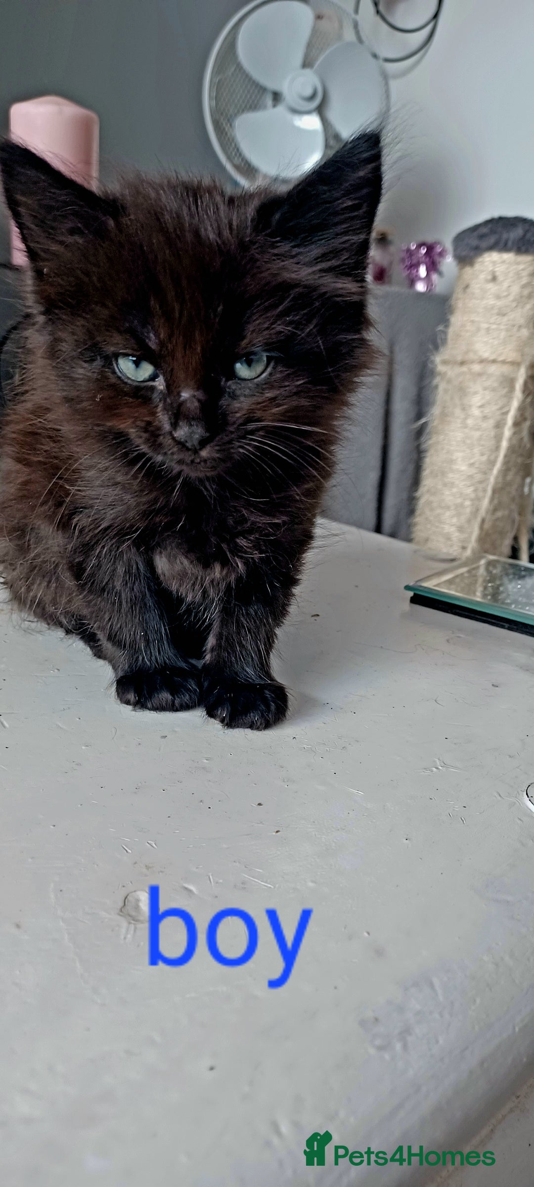 Domestic Shorthair cats for sale: 2 beautiful black fluffy kittens for sale.  - Image 3