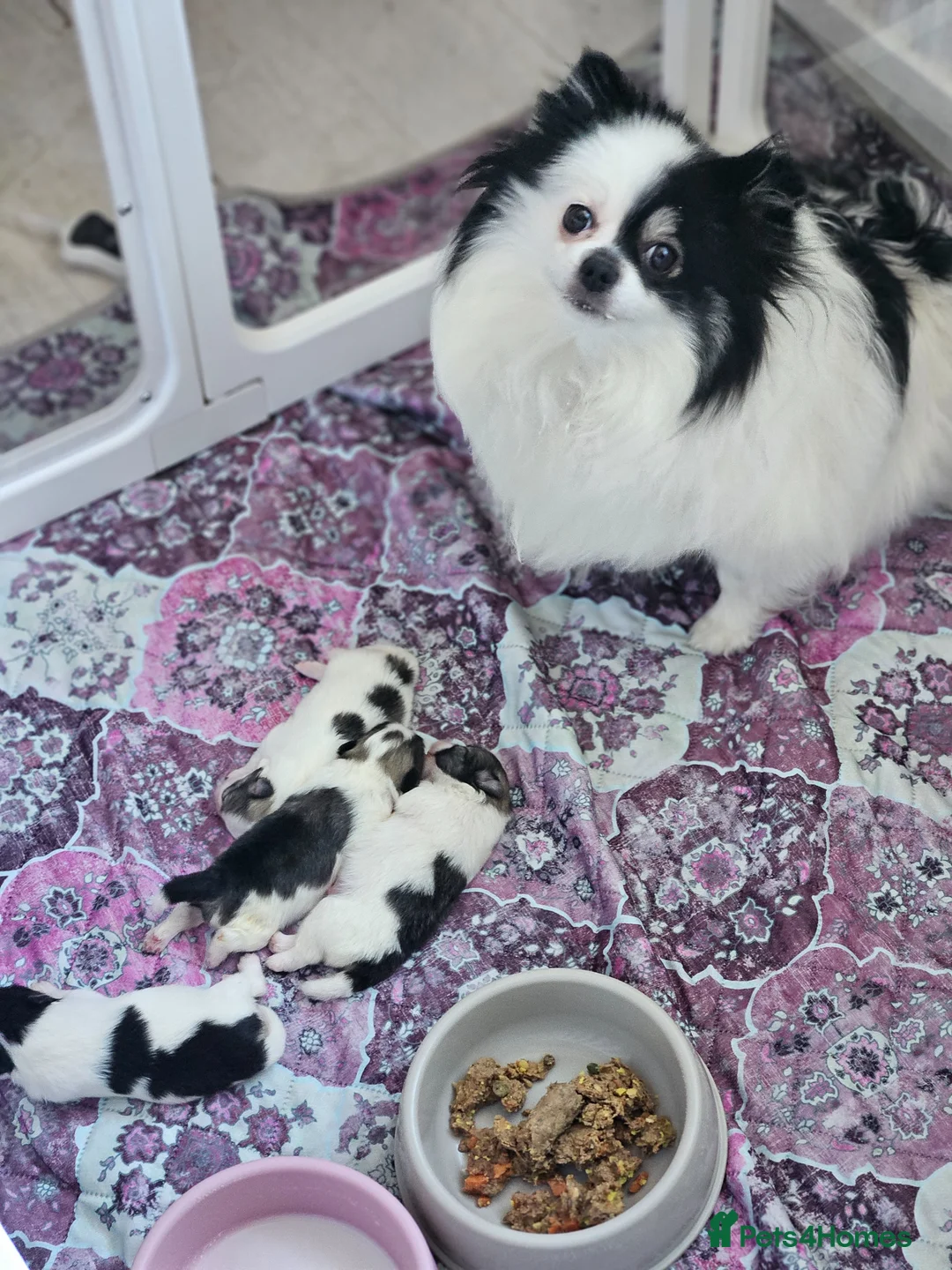 Pomeranian dogs for sale: Precious Pomeranian Puppies for sale  - Advert 1