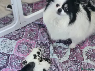 Pomeranian dogs Precious Pomeranian Puppies for sale - Advert 1