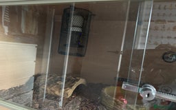 Python Snake reptiles for sale: Male Banana/caramel royal python with full set up  - Image 5