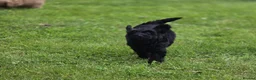 Cockapoo dogs for sale: Cockapoo Pups - Fully Health Tested and vaccinated in Wigton - Advert 21