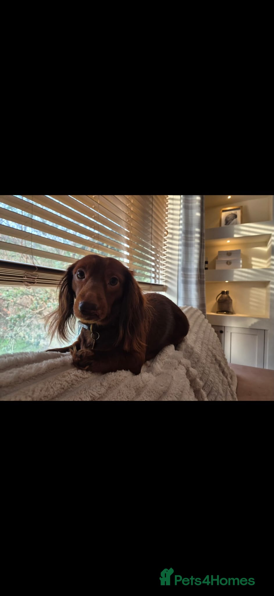 Miniature Dachshund dogs Stunning full fluffy miniature dachshunds - Advert 1
