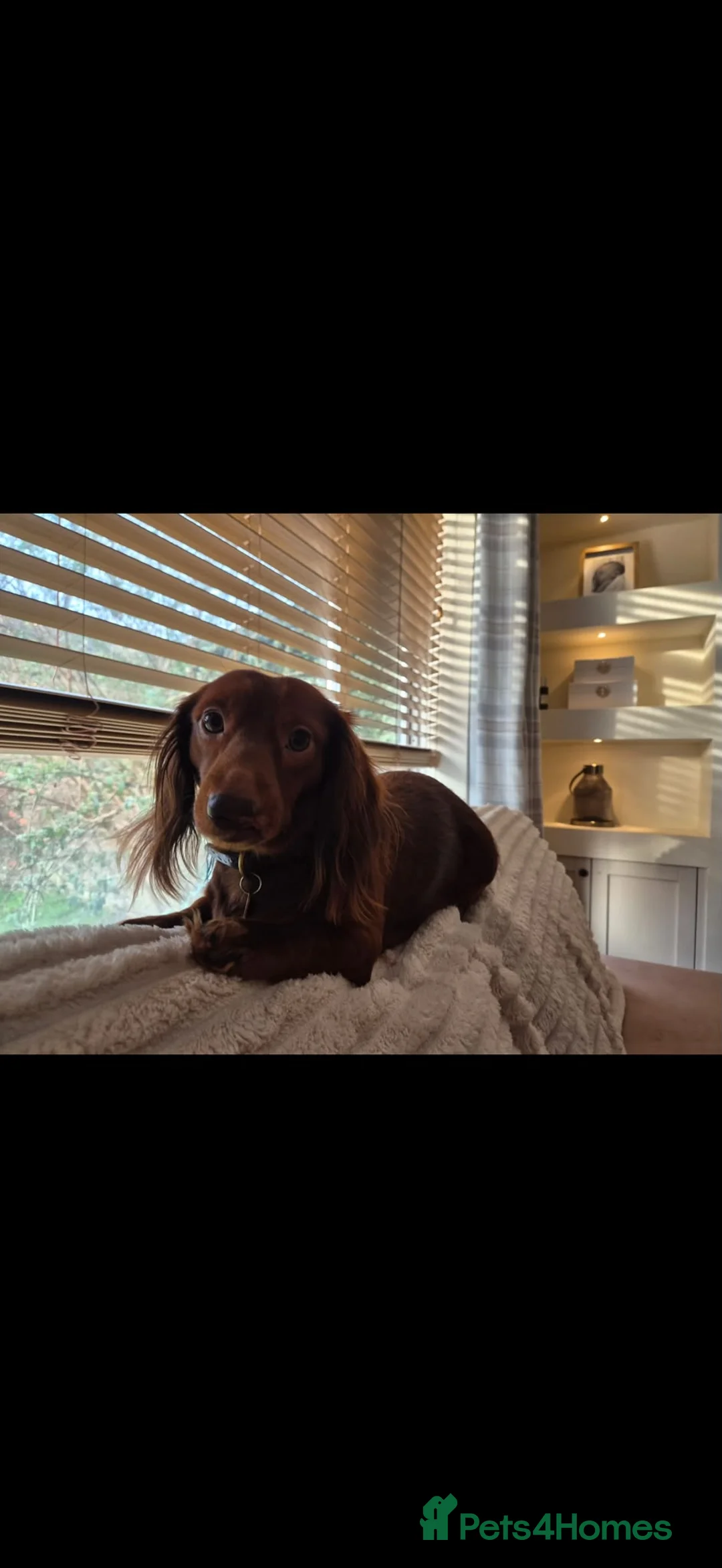 Miniature Dachshund dogs for sale: Stunning full fluffy miniature dachshunds - Advert 1