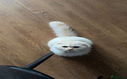 Scottish Fold cats for sale: Scottish fold long hair - Image 1