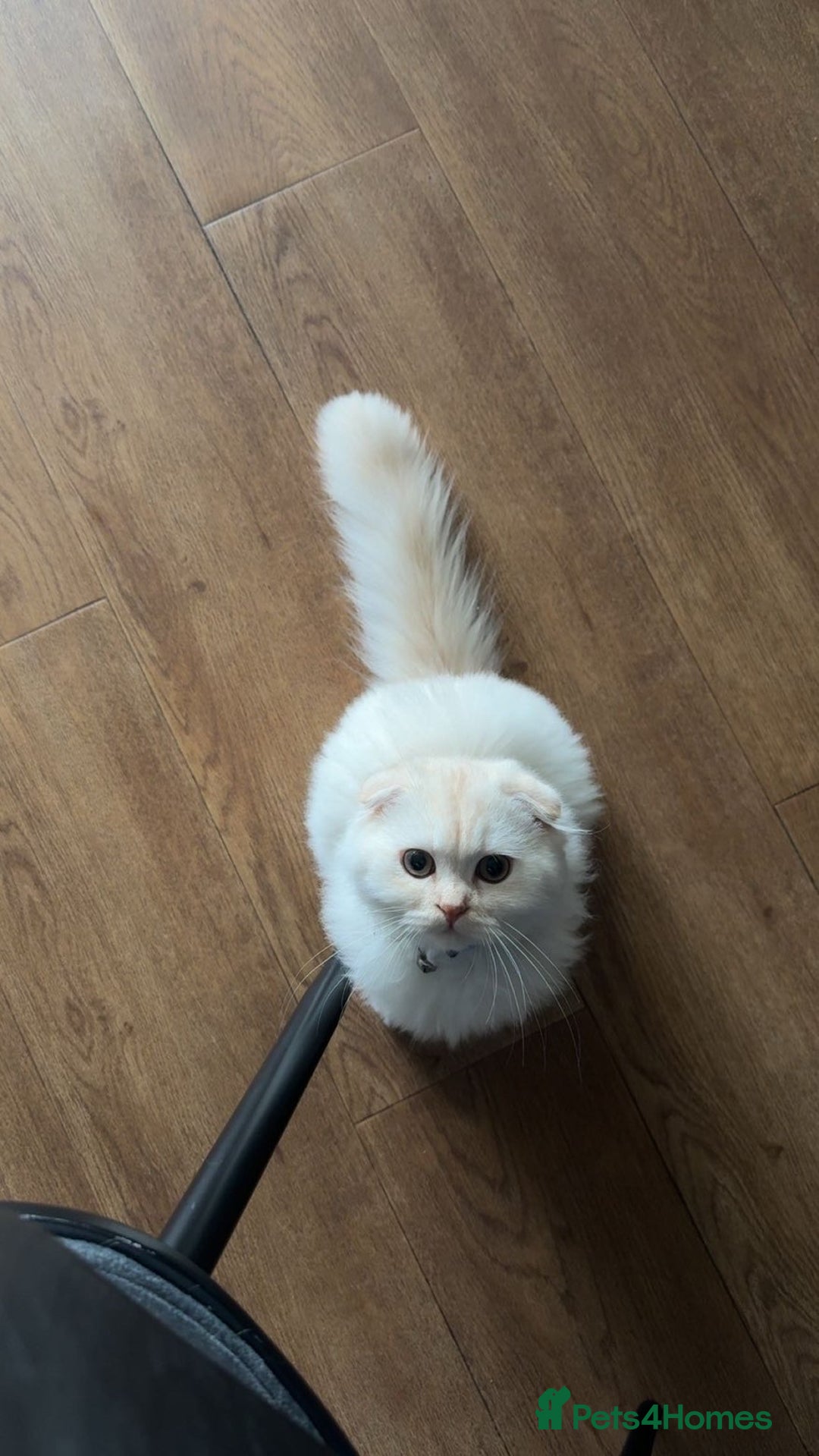 Scottish Fold cats for sale: Scottish fold long hair - Image 1