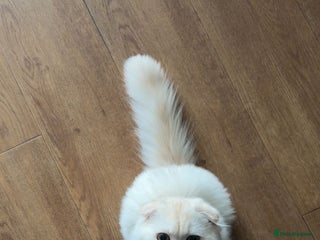 Scottish Fold cats - Advert 14