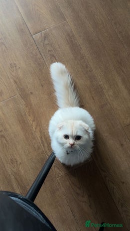 Scottish Fold cats - Advert 2