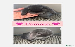 Mini Lop rabbits for sale: Beautiful vaccinated mini lops  - Advert 3