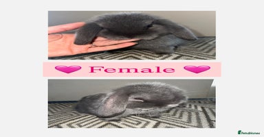 Mini Lop rabbits Beautiful vaccinated mini lops  - Advert 16