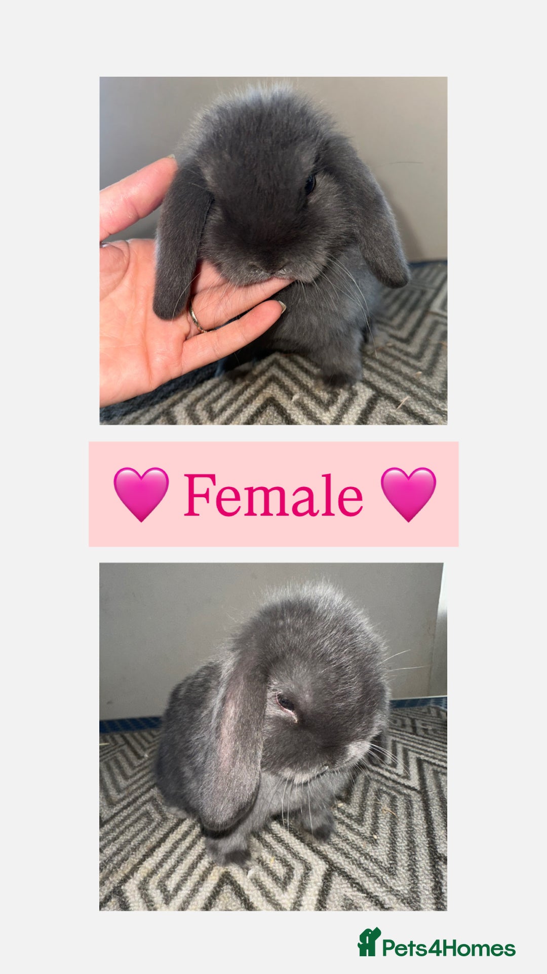 Mini Lop rabbits for sale: Beautiful vaccinated mini lops  - Advert 3