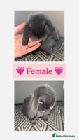 Mini Lop rabbits Beautiful vaccinated mini lops - Advert 2