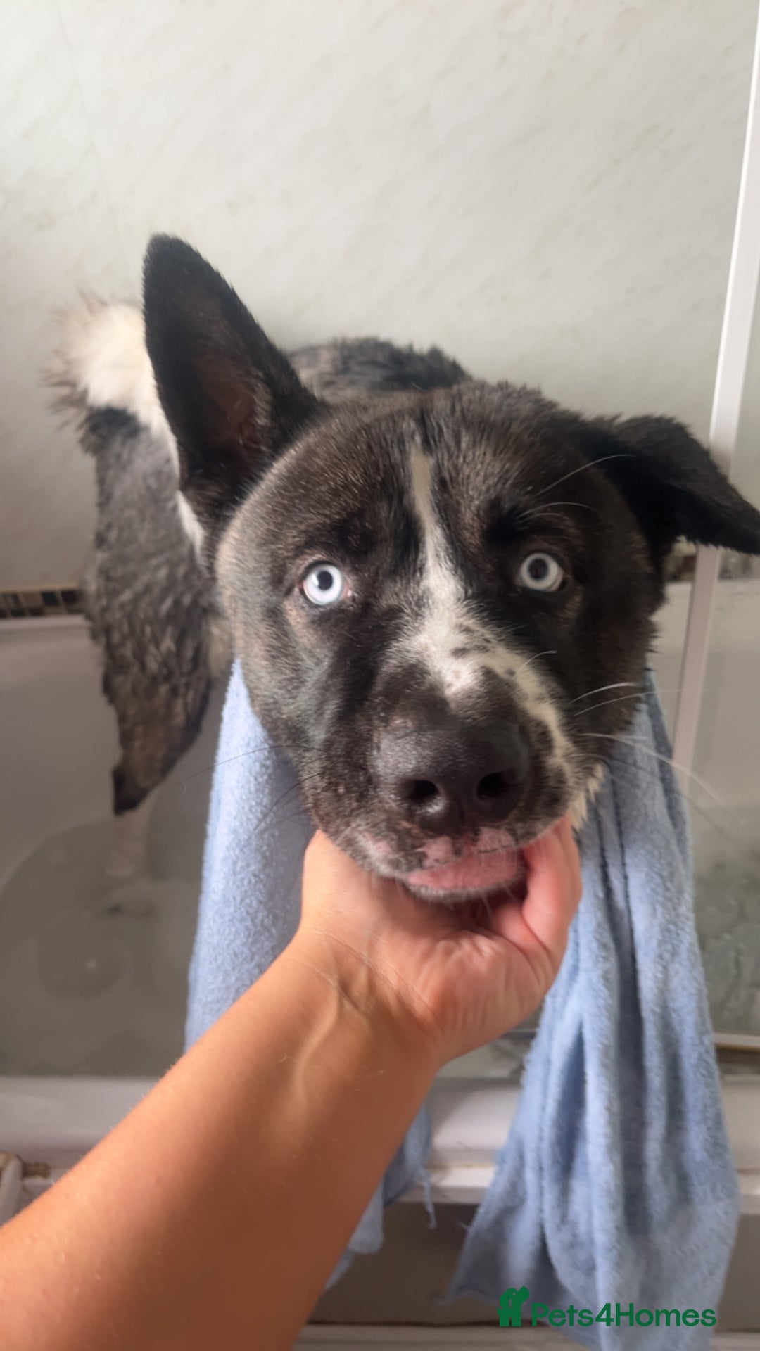 Huskita dogs for sale: 2 year old huskita - Image 5