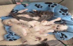 Persian cats for sale: Persian chinchilla ragdoll kittens - Image 21