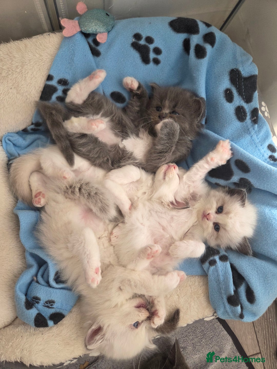 Persian cats for sale: Persian chinchilla ragdoll kittens - Image 21