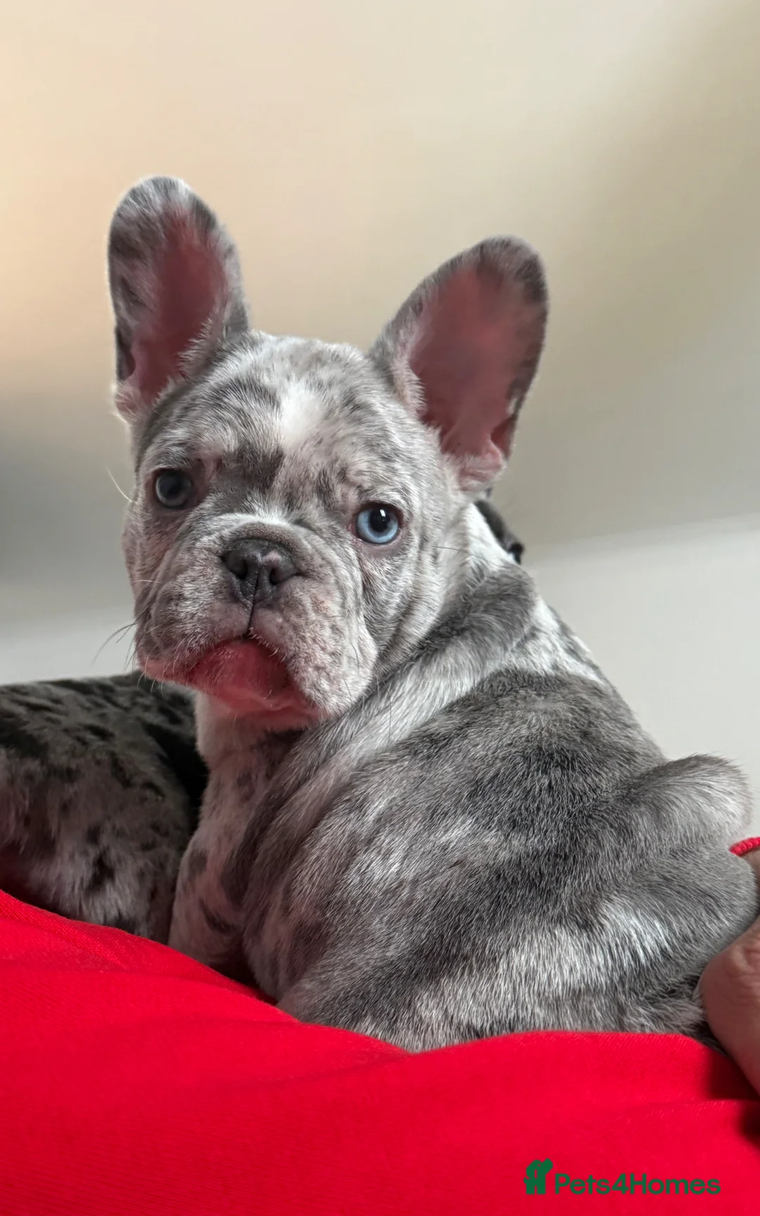 French Bulldog dogs for sale: French bulldog puppy - Advert 5