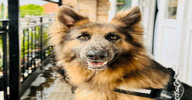German Shepherd dogs - Advert 3