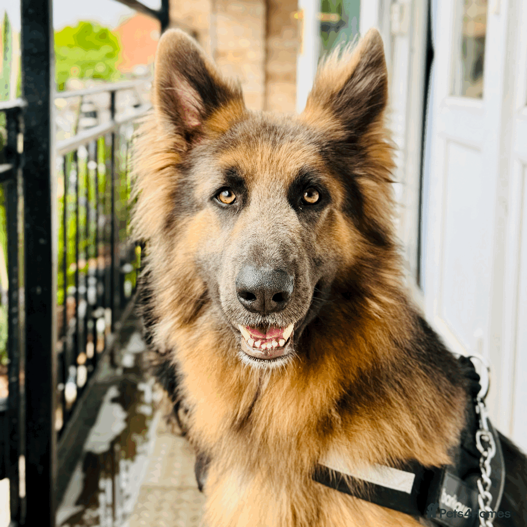 German Shepherd dogs for sale: Sweet German Shepherd Looking for Home - Image 2