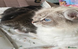 RagaMuffin cats for sale: Beautiful Ragdoll kittens  - Image 6