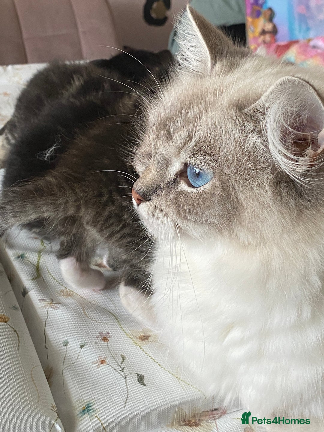 RagaMuffin cats for sale: Beautiful Ragdoll kittens  - Image 6