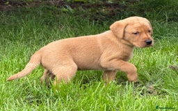 Labrador Retriever dogs for sale: Fox red KC reg labrador puppies - Image 13