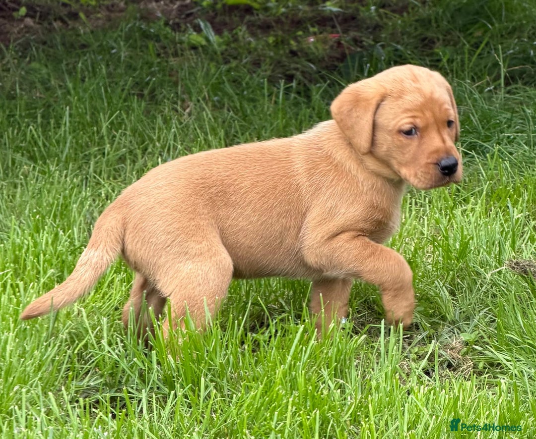 Labrador Retriever dogs for sale: Fox red KC reg labrador puppies - Image 13