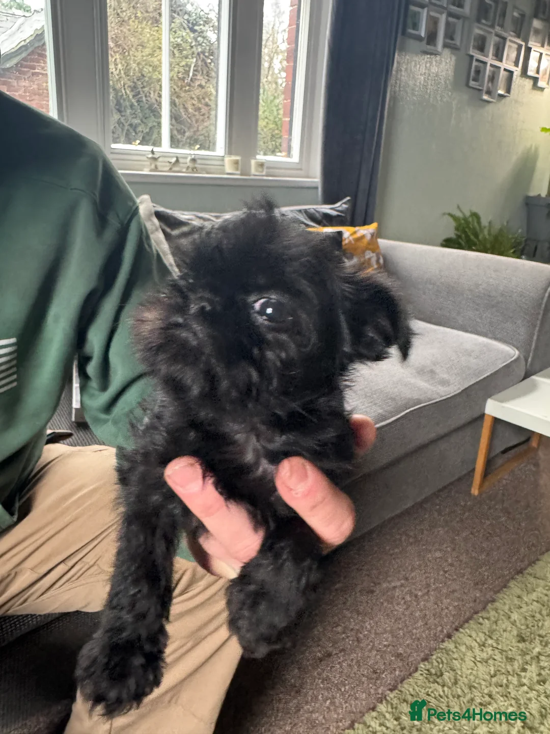 Griffon Bruxellois dogs for sale: Beautiful Rough coated Brussels Griffons  - Advert 6