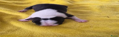 Boston Terrier 3
