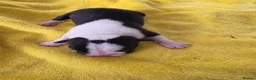 Boston Terrier dogs for sale: Lovely litter of boston terriers  - Advert 6