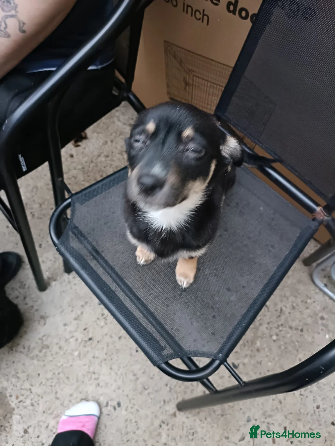 German Spitz dogs for sale: 4 month German spitz female  - Advert 13