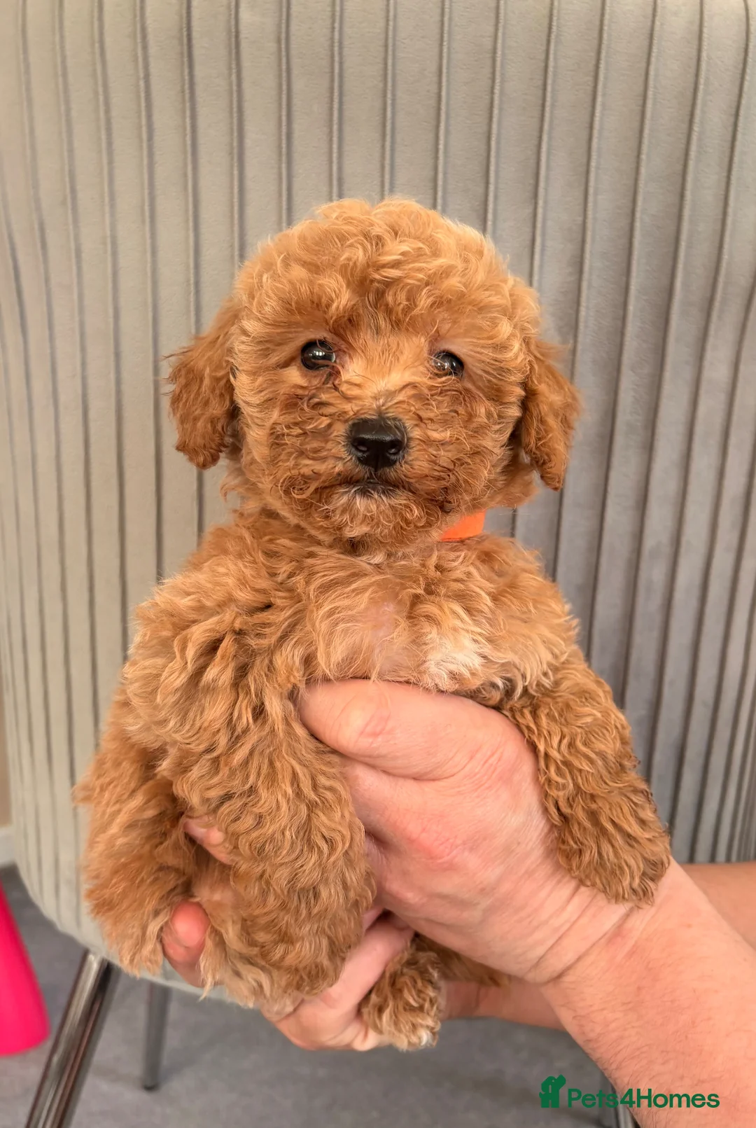 Shihpoo dogs for sale: 6 beautiful shihpoo puppies - Advert 16