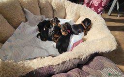 Yorkshire Terrier dogs for sale: Yorkshire Terrier puppies - Image 5