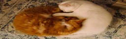 Turkish Angora cats for sale: Maine coon x Turkish angora kittens - Advert 10