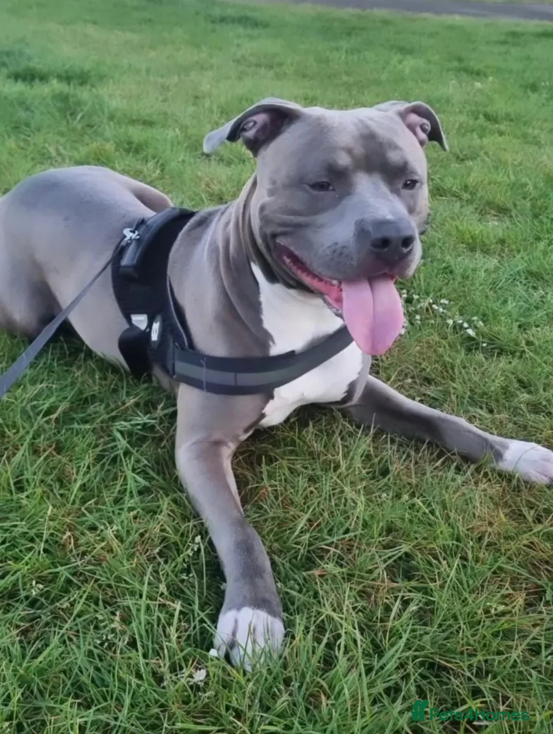 Staffordshire Bull Terrier dogs for stud: Staffordshire bull terrier male - Advert 1