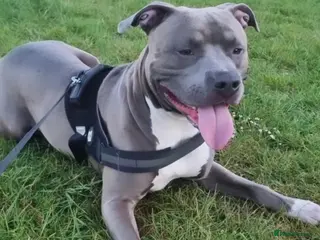 Staffordshire Bull Terrier dogs Staffordshire bull terrier male - Advert 5