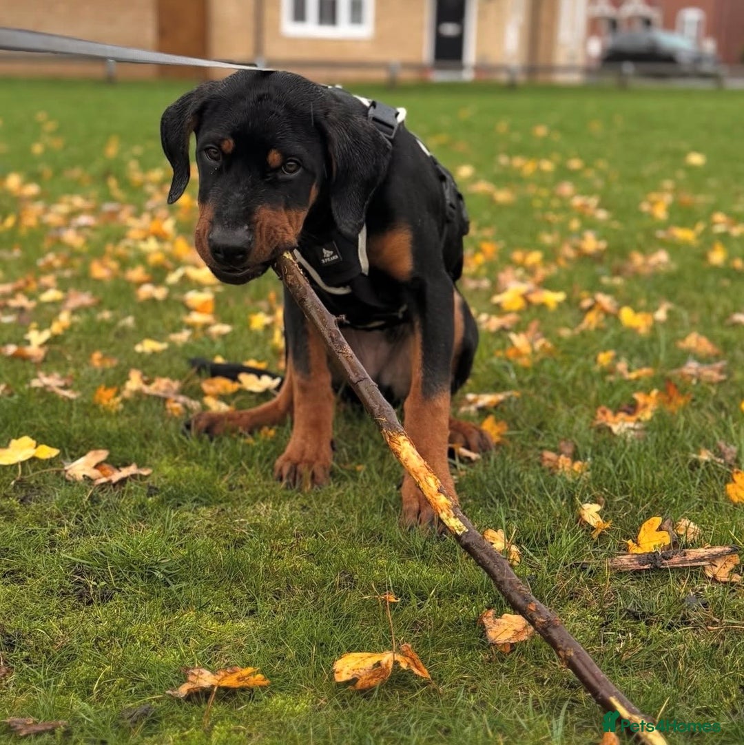 Dobermann dogs for sale: Reggie - Advert 3