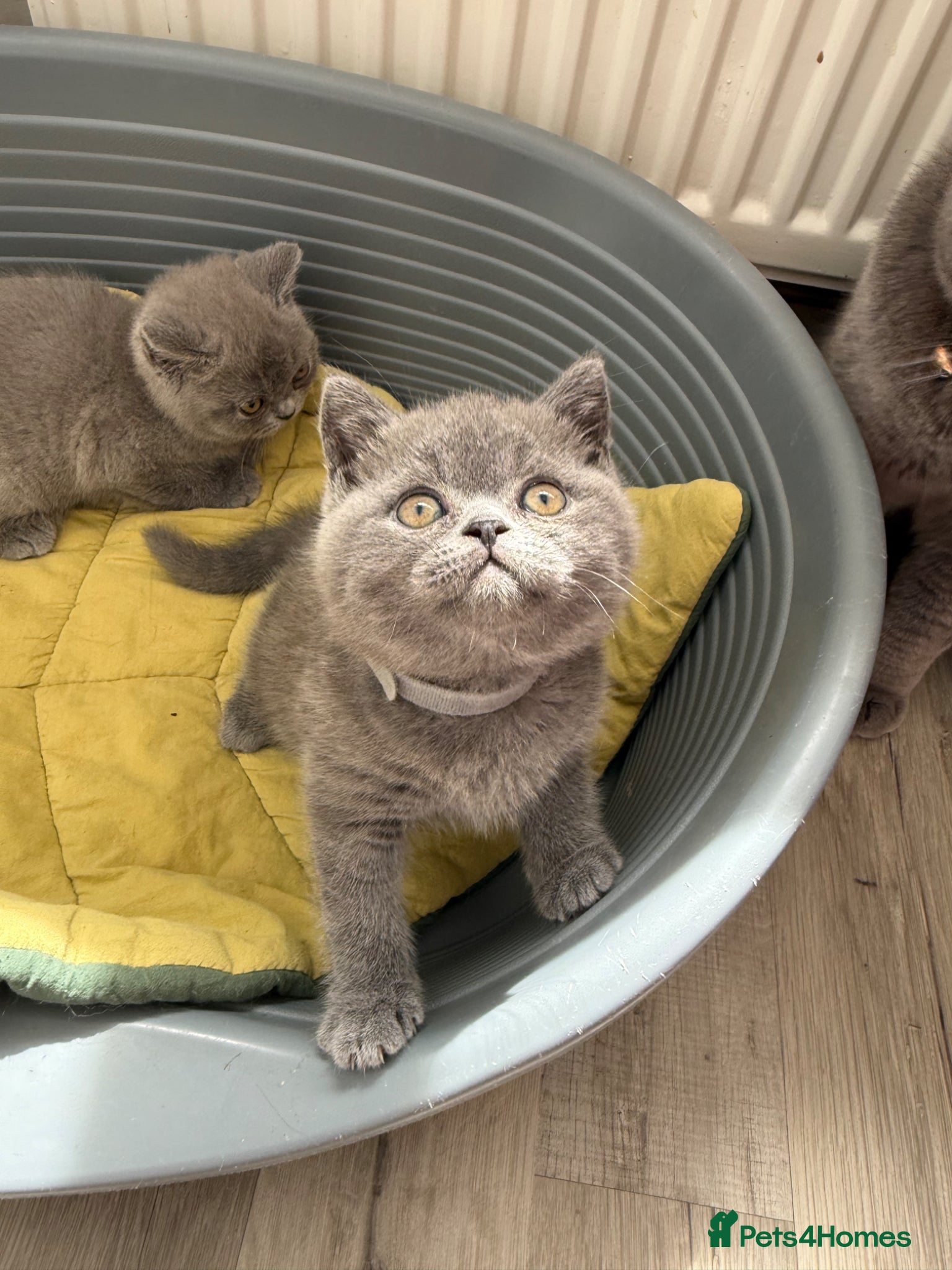 British Shorthair cats for sale: Pedigree British Shorthair Kittens ready to go! - Advert 25