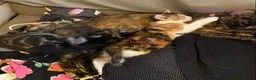 Mixed Breed cats for sale: Looking to become a member of your family in Dagenham - Advert 1