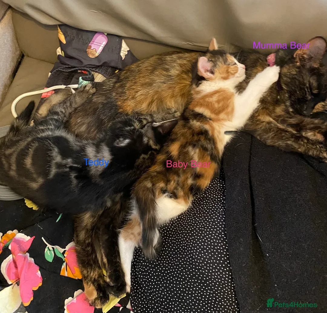 Mixed Breed cats for sale: Looking to become a member of your family in Dagenham - Advert 1