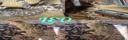 Bengal cats for sale: Stunning Bengal kittens  - Advert 3