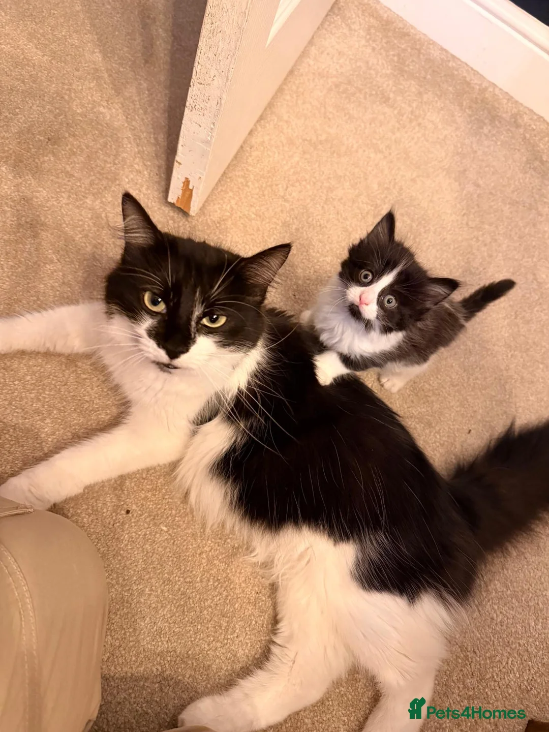 Mixed Breed cats for sale: Gorgeous kittens  - Advert 1