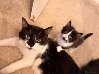 Mixed Breed cats Gorgeous kittens - Advert 1